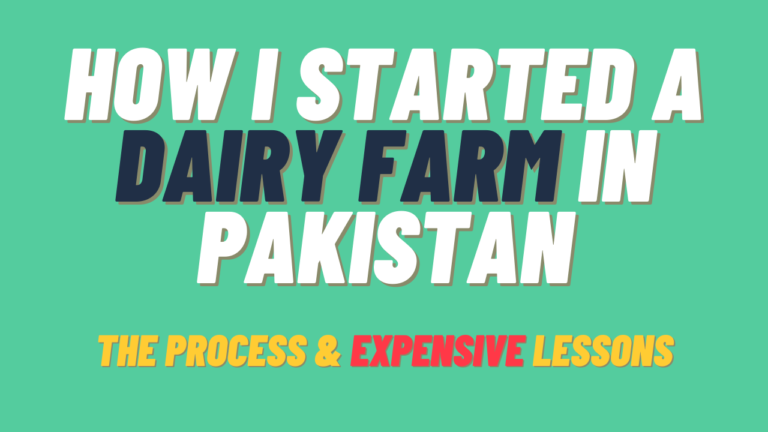 Dairy Farming Basics: Step-by-Step Guide in Urdu